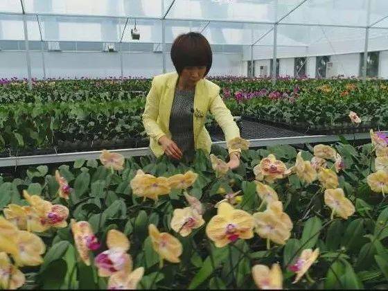 农家姑娘仗&ldquo;剑&rdquo;走天涯,佛山蝴蝶兰是她坚持了23年的后盾!
